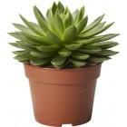 Agave-echeveria mellan