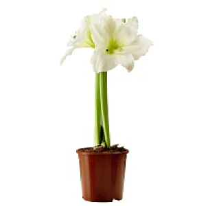 Amaryllis 2- stänglad, vit
