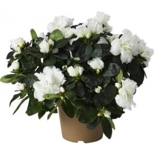 Azalea