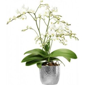 Brudorkidé Wild White