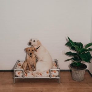 Hundsäng – Mynte