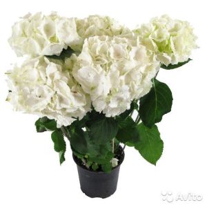 HORTENSIA ROSA, VITA eller BLÅ I KRUKA
