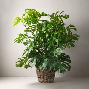 Monstera moderplanta