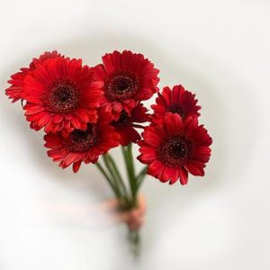 Röd gerbera