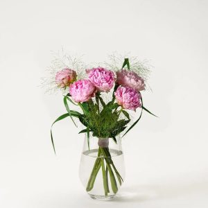 Rosa pioner