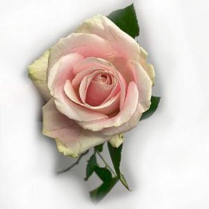 Ljusrosa ros